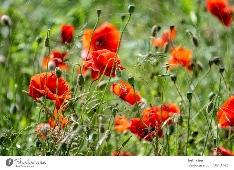 bonjour mo(h)n chéri Wiese schön Nutzpflanze Licht Landschaft Wildpflanze Blütenblatt Menschenleer Umwelt Wärme Garten Blütenstaub Sonnenlicht Mohn mohnblumen