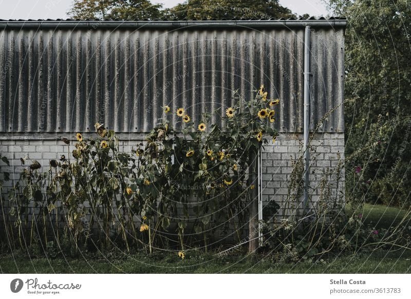 Sonnenblumen die an einer alten Garage wachsen Wand Farbfoto Außenaufnahme Fassade Bauwerk Menschenleer Gebäude Tag trist Mauer gelb Sommer grau Pflanze