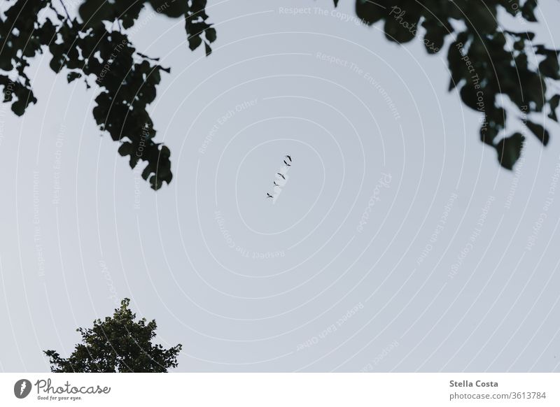 Vogelschwarm - Zugvögel Vögel Zugvogel Froschperspektive Himmel fliegen Schwarm Außenaufnahme Farbfoto Tier Natur Tag Wildtier Zusammensein Menschenleer