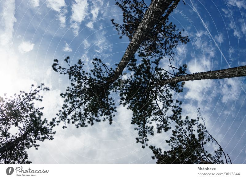 Birken die gen Himmel wachsen Baum himmelblau himmelwärts Pflanze Baumkrone Blauer Himmel Farbfoto Außenaufnahme Menschenleer Tag Schönes Wetter Umwelt Wolken