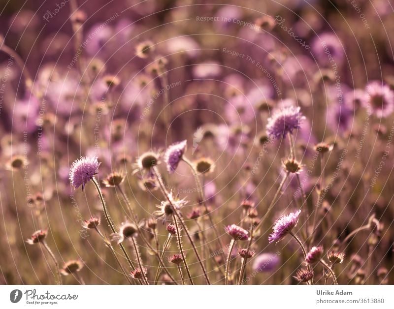 Viele rosa Witwenblumen (Scapiose Mariposa) leuchten im Feld Garten Flora floral Pflanze Natur grün pink Blumen Blüten Nähkisselchen Licht Sommer natürlich