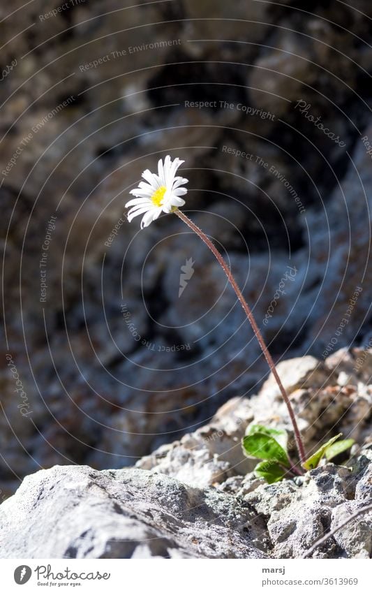 Hochalpines Gänseblümchen spielt Mauerblümchen Alpenmaßliebchen Korbblütler Blume weiß gelb alleine freistehend Überlebenskünstler Natur schön Blüte