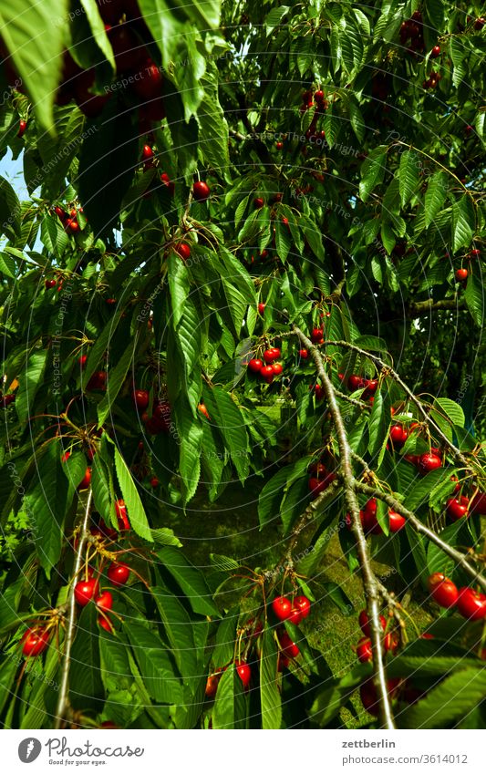 Die Kirschen sind reif! kirsche ast reife frucht ernte süßkirsche baum erholung ferien sauerkirsche garten kleingarten kleingartenkolonie menschenleer natur