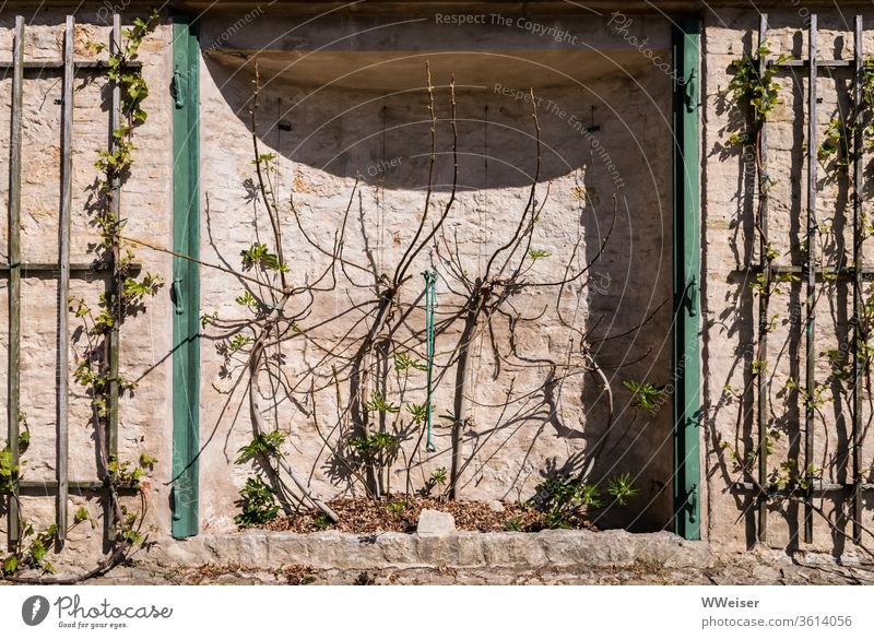 Wein und Feigen, die Terrassen von Sanssouci Schloss Garten Potsdam Hohenzollern Spaliere Reben Frühling Knospen Sonne Weinberg Weinbergterrassen