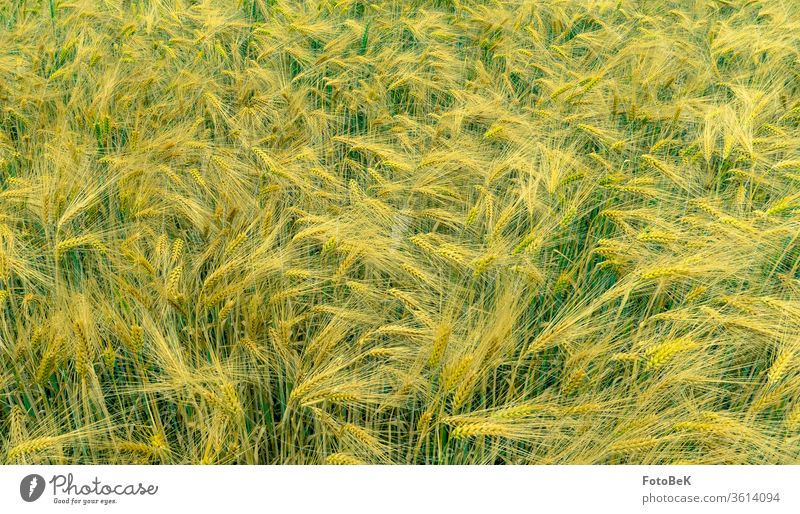 Ein Gerstenfeld kurz vor der Reife Getreidefeld Getreideähren sommer Landwirtschaft Natur gelb grün Kornfeld Gerstenähren