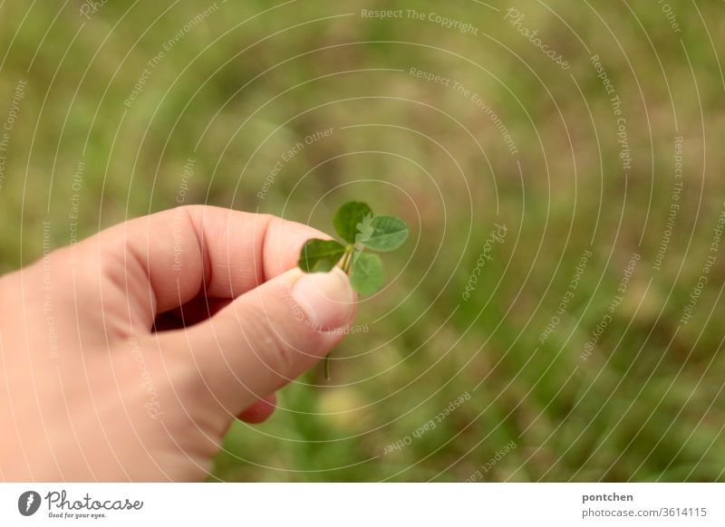 Das Glück erzwingen wollen. Seines eigenen Glückes Schmied sein! Hand hält ein vierblättriges Kleeblatt. Ein Blatt wird dazu gehalten. glück