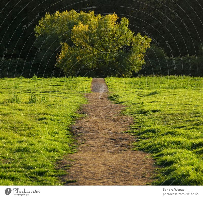 Weg zum Horizont Natur Bäume gehen Glück Schönheit hügelig Sonnenschein Wiese Feldweg Acker Harmonie Idylle Entspannung