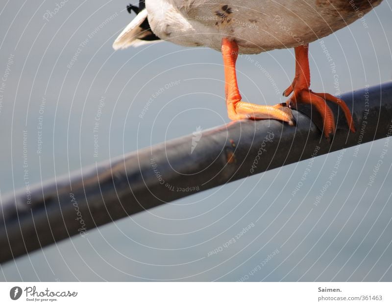 ente gut - alles gut Tier Wildtier Vogel Ente 1 stehen Tierfuß Geländer orange Schwanz Feder Farbfoto Außenaufnahme Textfreiraum links Textfreiraum unten Licht