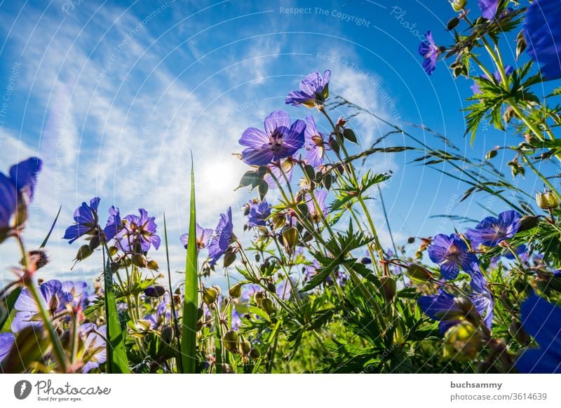 Wiesenstorchenschnabel in eieer Wiese Blaues Schabelkraut Blume Pflanze Blüte Botonik Geranium Pratense Gewächs Lichtstimmung Lila Natur Ohne Menschen