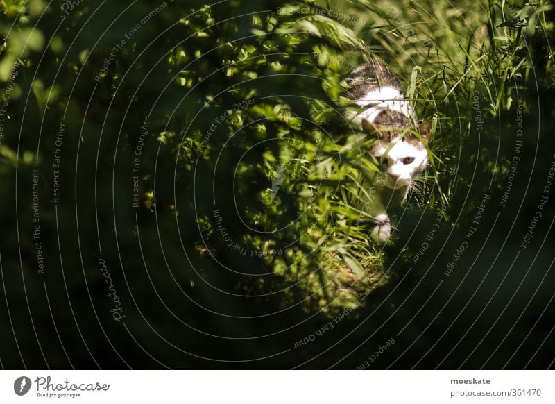 Stubentiger in der Gartenwildnis Sommer Gras Sträucher Wiese Haustier Katze 1 Tier entdecken schleichen Farbfoto Außenaufnahme Textfreiraum links Tag Licht