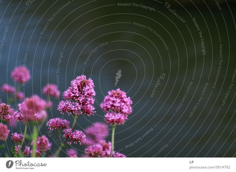 violette Blumen auf dunklem, wässrigem Hintergrund purpur Natur Wasser Blüte Pflanze Farbfoto Blütenblatt grün Nahaufnahme Detailaufnahme Blühend Sommer