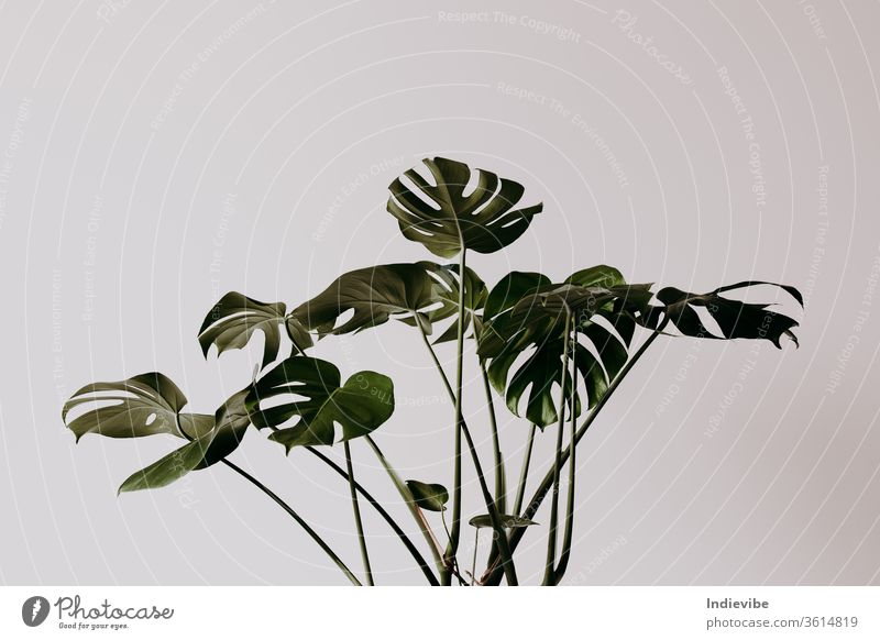 Dunkelgrüne Palmenblätter in einem leeren Raum mit weißer Wand Fensterblätter Pflanze Blatt Blume weißer Hintergrund Blätter Natur Kraut Baum Wachstum Frühling