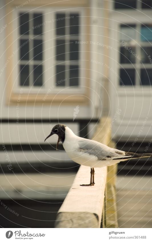 ich sag ja nur... Tier Wildtier Vogel Möwe Lachmöwe 1 schreien Feder Schnabel Auge Seebrücke Aufregung Geländer schimpfen Fenster Küste Meer meckern Farbfoto