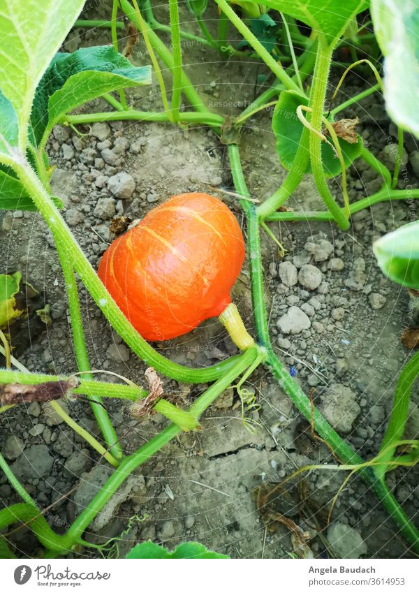 eigenes Bio-Gemüse anbauen: Hokkaido / Kürbis Garten Gemüsegarten Gemüseanbau Vegetarische Ernährung Kürbisse Bioprodukte Lebensmittel frisch Gesundheit