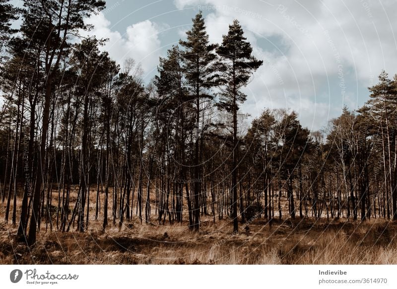 Herbsttag Kiefernwalddetail mit Wiese in einem Tal Wald Baum Natur Bäume Landschaft Himmel Holz grün Wälder fallen Winter Blätter Blatt Sonne Saison Park Gras