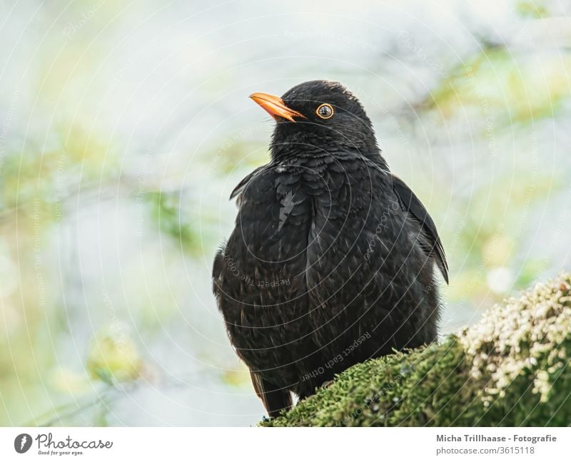 Amsel im Sonnenschein Turdus merula Tierporträt Tiergesicht Kopf Schnabel Auge Feder Flügel Vogel Wildtier Natur Sonnenlicht Licht Ganzkörperaufnahme