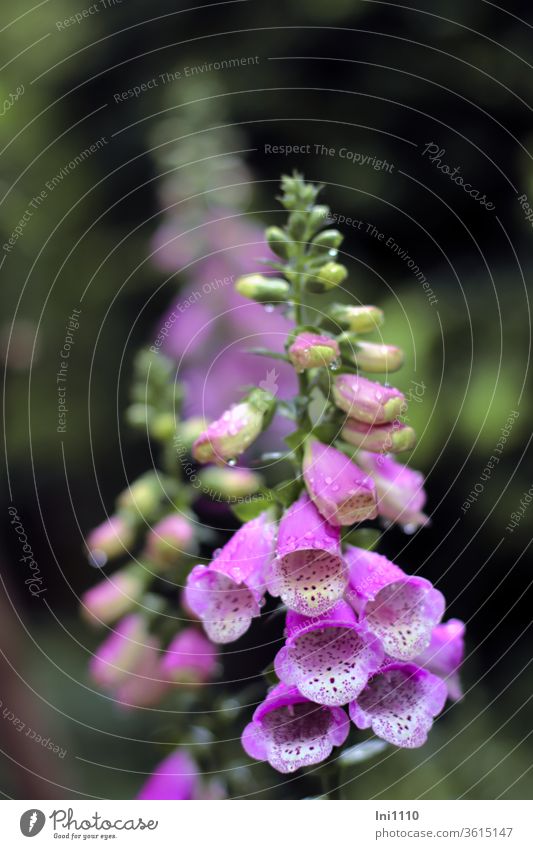 Roter Fingerhut Digitalis purpurea im Regen Fingerhüte Wildpflanze Giftpflanze Wald Garten Waldglöckchen Wassertropfen glockenartig Wegerichgewächse Sommer