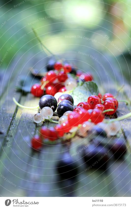 dreierlei Johannisbeeren Beeren reif Obst rote Johannisbeeren weiße Johannisbeeren schwarze Johannisbeeren anstrahlen lecker säuerlich sauer Sommer Früchte