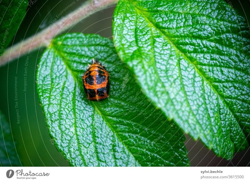 Larve eines Marienkäfers, Metamorphose, Puppen, Verpuppung Asiatischer Marienkäfer larve marienkäferlarve marienkäferarten blatt grün schwarz orange nützling