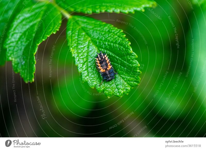 Larve des Asiatischen Marienkäfers asiatisch Asiatischer Marienkäfer larve marienkäferlarve marienkäferarten blatt grün schwarz orange nützling nützlich garten