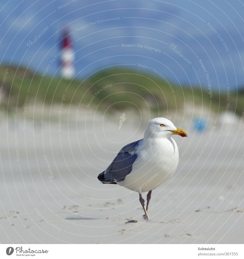 Möwe&Leuchtturm II Natur Landschaft Himmel Sommer Schönes Wetter Küste Strand Nordsee Meer Insel Sehenswürdigkeit Vogel 1 Tier Ferien & Urlaub & Reisen Düne