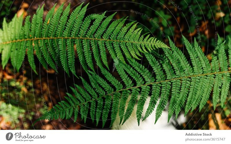 Verschiedene Pflanzen im Wald vegetieren idyllisch Flora friedlich Natur Spanien grün im Freien Asturien Botanik ruhig Ökologie natürlich Grün Windstille