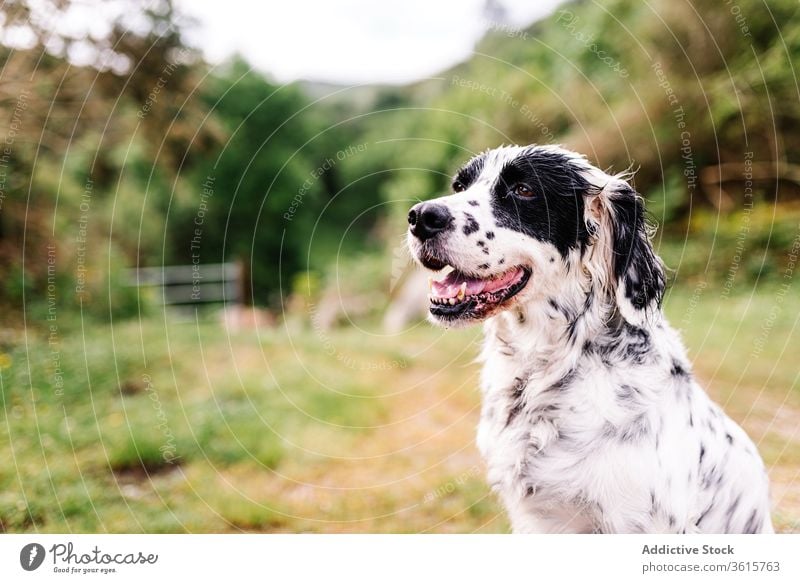 Süßer English Setter auf dem Land Hund englischer Setter Landschaft Tier heimisch niedlich ländlich Straße bezaubernd Eckzahn Asturien Spanien Natur Haustier