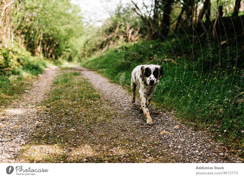 Süßer English Setter auf dem Land Hund englischer Setter Landschaft Tier heimisch niedlich ländlich Straße bezaubernd Eckzahn Asturien Spanien Natur Haustier