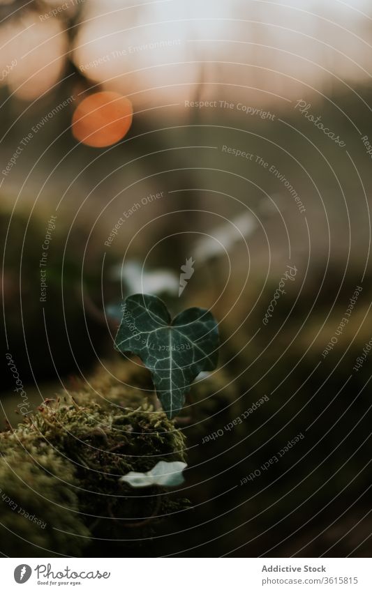 Grünes Efeublättchen am moosbewachsenen Baum Blatt Pflanze Kofferraum Sonnenuntergang Flora Natur grün Moos ruhig Park Wachstum Botanik klein Umwelt Laubwerk