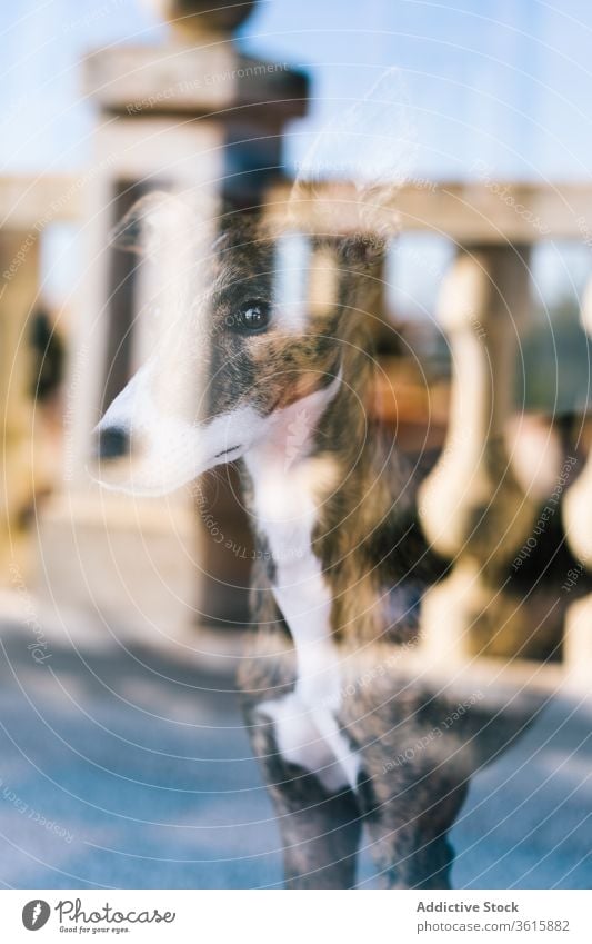 Süßer Hund schaut aus dem Fenster heimwärts ruhen Reflexion & Spiegelung Glas bezaubernd Haustier heimisch Eckzahn Tier Windstille gemütlich Whippet züchten