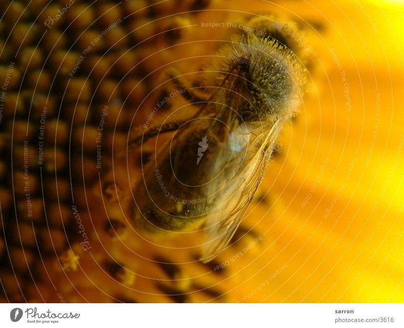 Biene Blume gelb Sommer Verkehr Sonne Natur