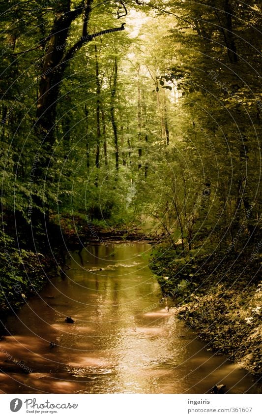 Heimatlich Umwelt Natur Landschaft Pflanze Erde Wasser Sonnenlicht Sommer Schönes Wetter Baum Sträucher Wald Bach Fluss glänzend leuchten träumen natürlich