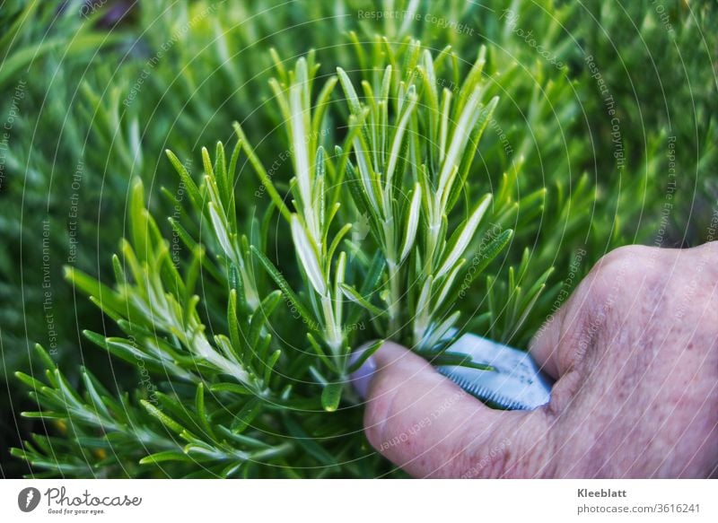 Rosmarin  wird mit dem Messer von Frau/Mann geschnitten Rosmarin, Kräuter & Gewürze Duft frisch grün Bioprodukte, Lebensmittel Pflanze Ernährung Gesundheit