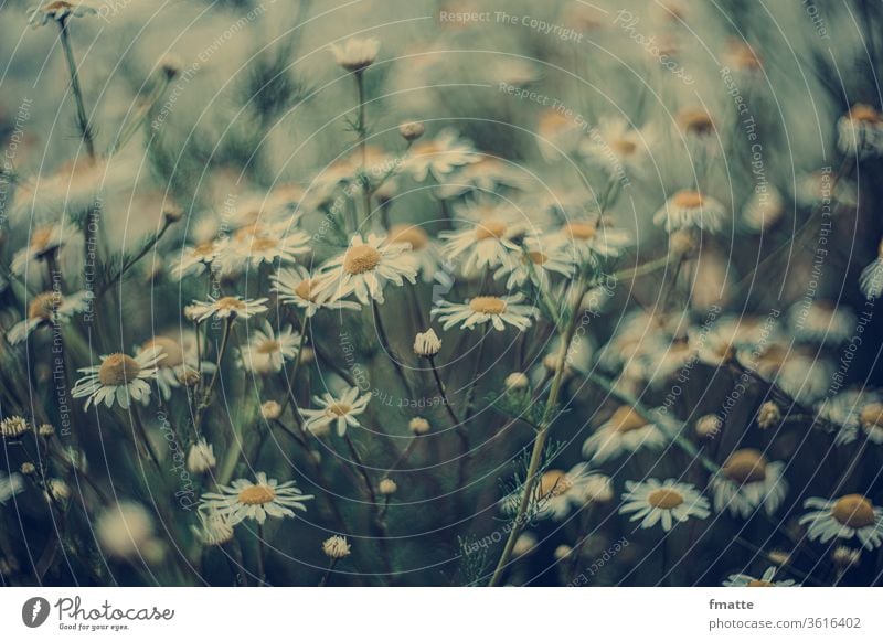 Kamilleblüten Kamillenblüten Sommer Blumen Natur Farbfoto Pflanze Außenaufnahme Blühend weiß Schwache Tiefenschärfe natürlich