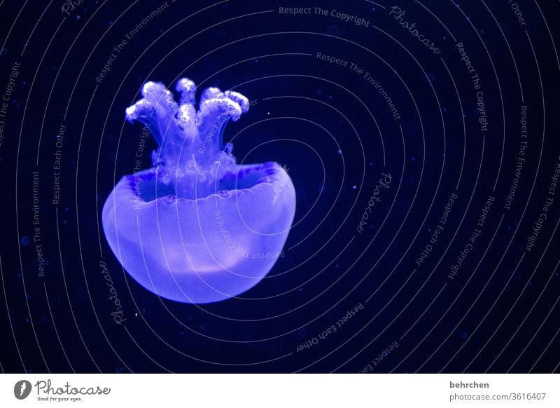 blue | freitagsqualli Tierporträt Unschärfe Kontrast Licht Menschenleer Detailaufnahme Nahaufnahme Farbfoto weich Tentakel Schwerelosigkeit Schweben blau schön