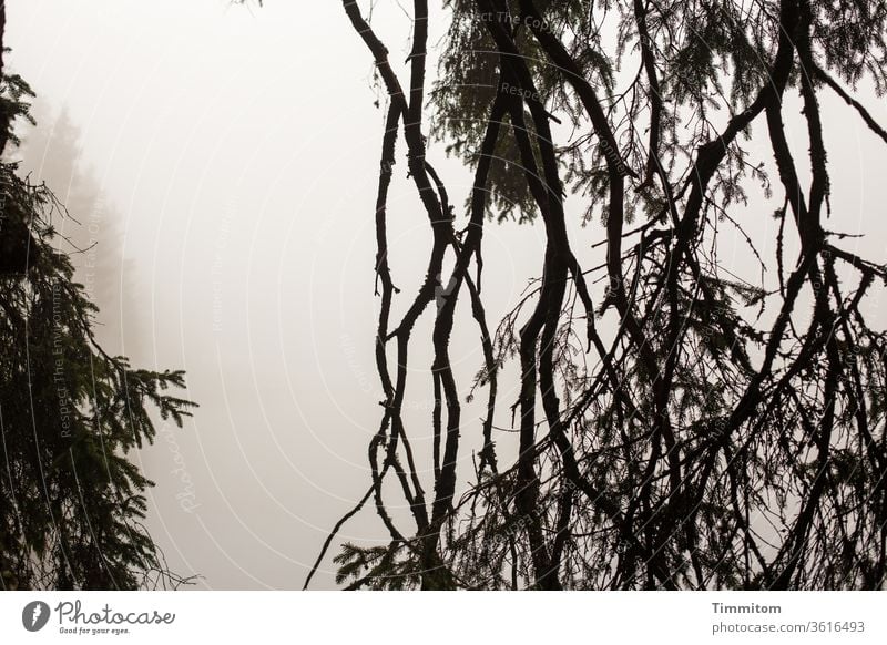 Bäume und Zweige im Nebel am Mummelsee Baum Fichte Äste und Zweige Nebelstimmung See Seeufer Außenaufnahme Natur Zweige u. Äste Wasser Herbst Menschenleer