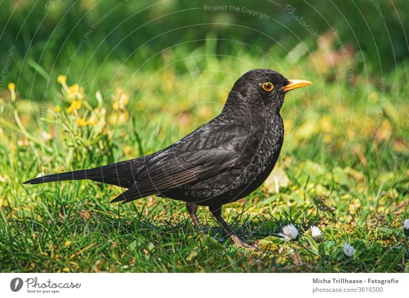 Amsel auf der Wiese Turdus merula Tiergesicht Kopf Schnabel Auge Feder Flügel Vogel Tierporträt Wildtier Natur Sonnenlicht Licht Ganzkörperaufnahme Nahaufnahme