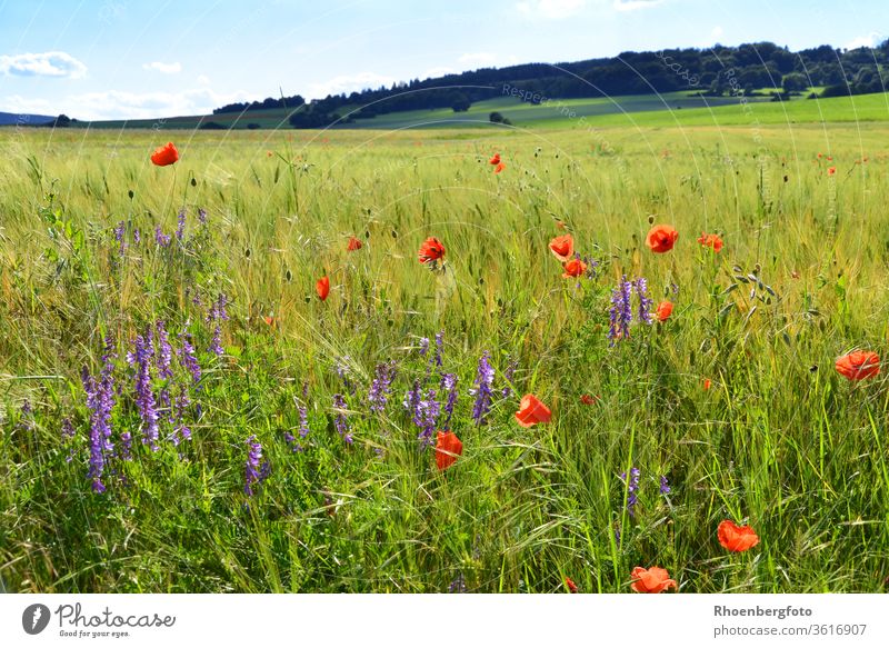 Wicke und Mohnblumen in einem Getreidefeld getreide mohnblumen wicke rot lila gras gräser rhön thüringen sommer natur landschaft kräuter unkraut pflanze grün