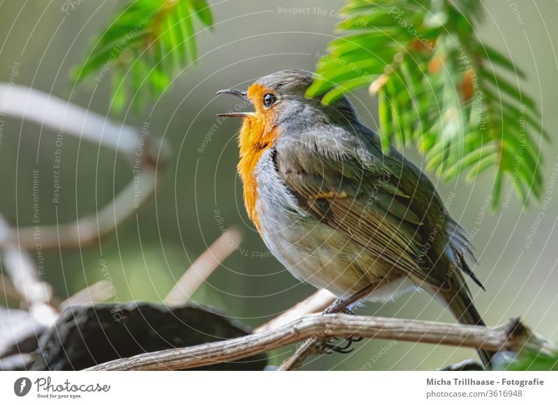 Zwitscherndes Rotkehlchen Erithacus rubecula Vogel Wildvogel Tiergesicht Kopf Schnabel Auge Federn Gefieder Flügel Krallen Beine singen Gesang zwitschern