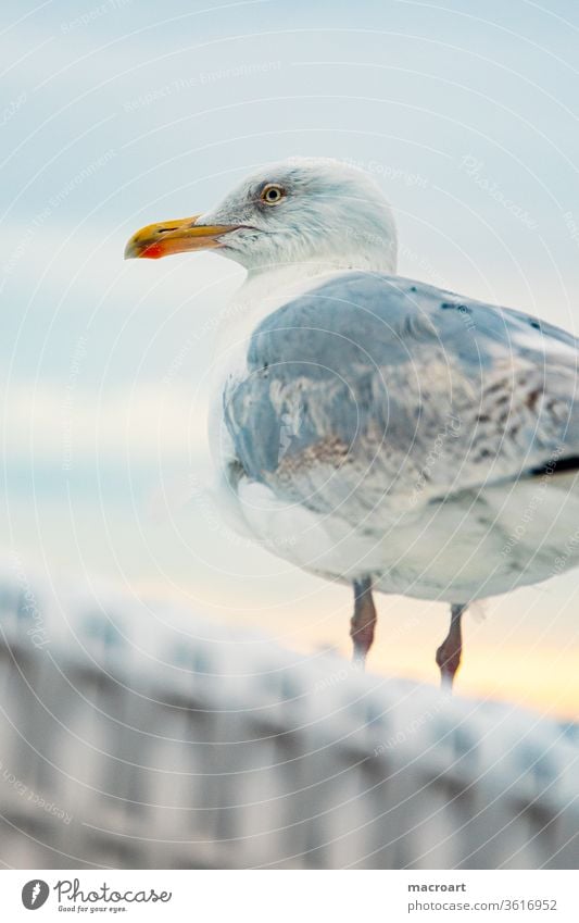 Möwe sandstrand strandkörbe strandkorb see ostsee urlaub geschlossen erholung blau weitwinkel wolken sommer wolkig wetter sommer maritim ruhe wellness gestreift