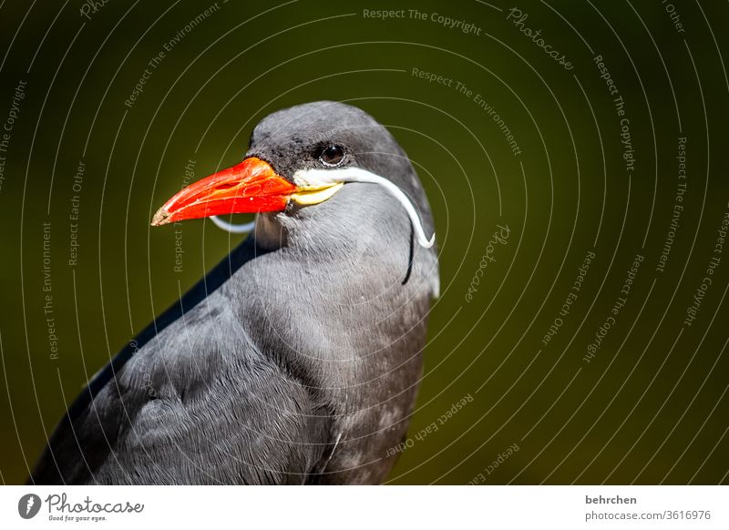 hat noch jemand so einen schicken schnauzer?! Tierporträt Sonnenlicht Tag Menschenleer Nahaufnahme Außenaufnahme Farbfoto schön fantastisch exotisch elegant