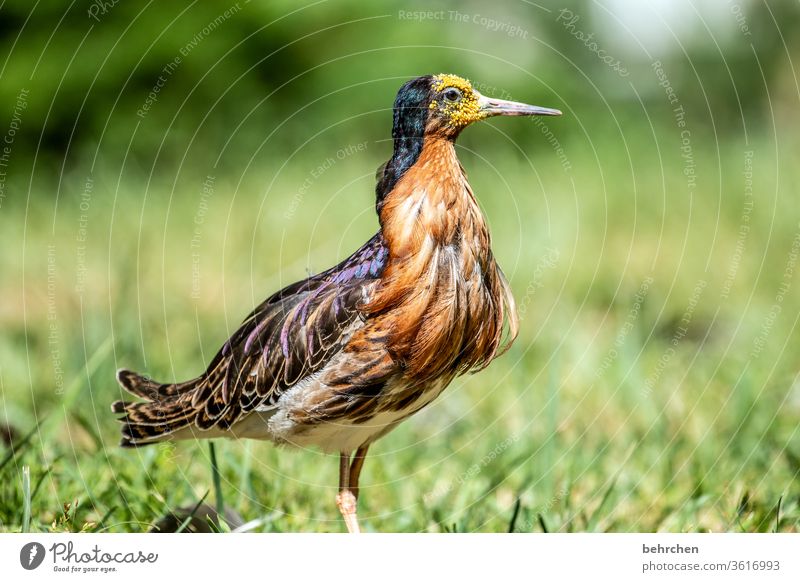 bin ich nicht prächtig?! Feder Kontrast Natur Tier Wildtier Vogel Flügel Tiergesicht Schnabel außergewöhnlich elegant exotisch fantastisch schön Farbfoto