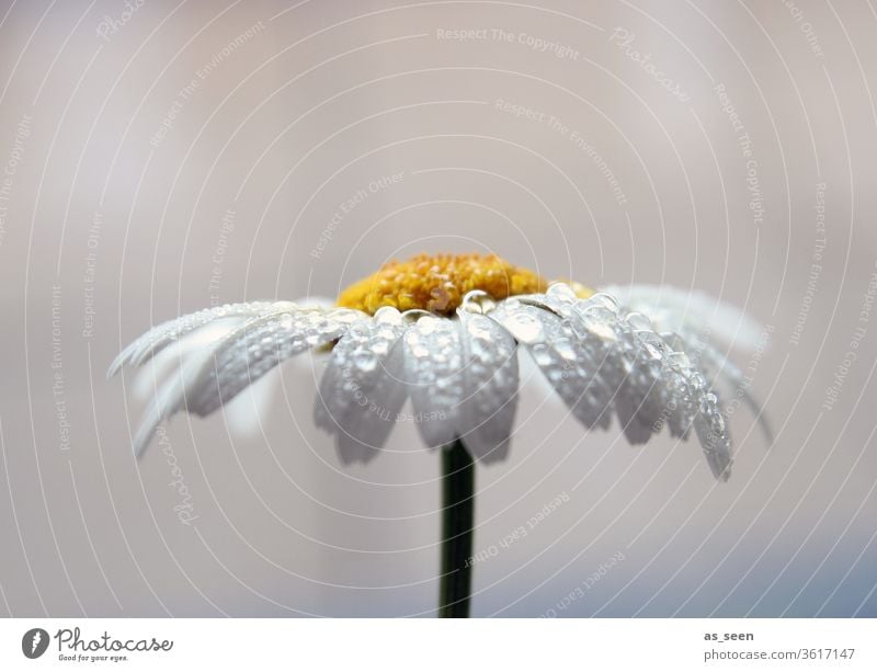 Margerite im Regen Margarite Blume Blüte weiß gelb Sommer grün Natur Pflanze Frühling Nahaufnahme Außenaufnahme Makroaufnahme Blühend Detailaufnahme Wiese