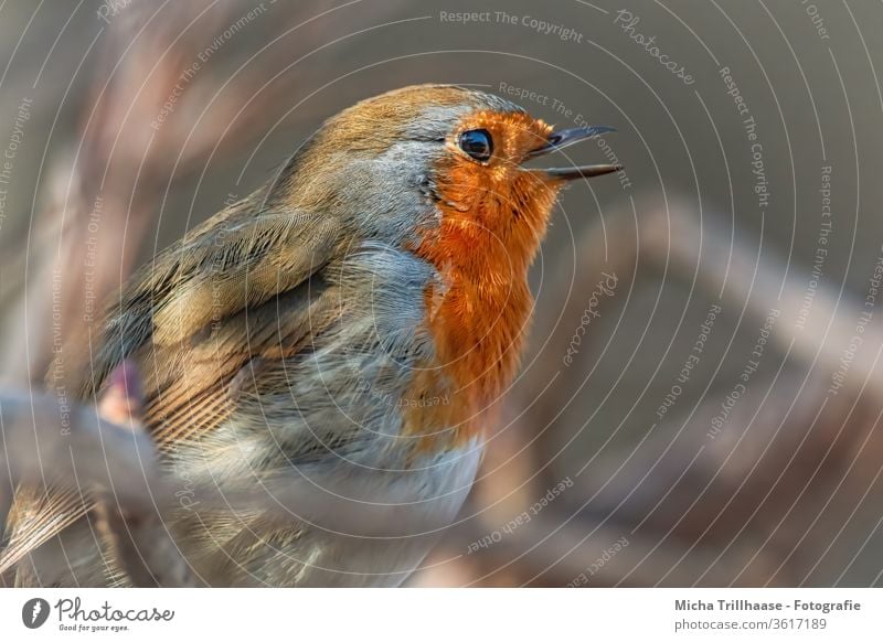 Singendes Rotkehlchen Erithacus rubecula Tiergesicht Kopf Schnabel Auge Feder gefiedert Flügel Vogel Gezwitscher singen Kommunizieren Wildtier Ast Baum