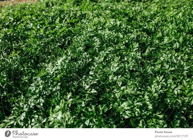 Petersilien-Plantage Kräuter & Gewürze Küchenkräuter Bioprodukte Biologische Landwirtschaft organisch Bauernhof Pflanze Schonung Gemüse frisch grün Garten