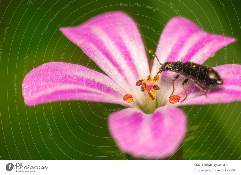 Käfer auf Blüte vom Ruprechstkraut Ruprechtskraut Stinkender Storchschnabel Makro Sommer Pollen Tier Blütenkelch weiß rosa grün Wald Botanik blühen fressen