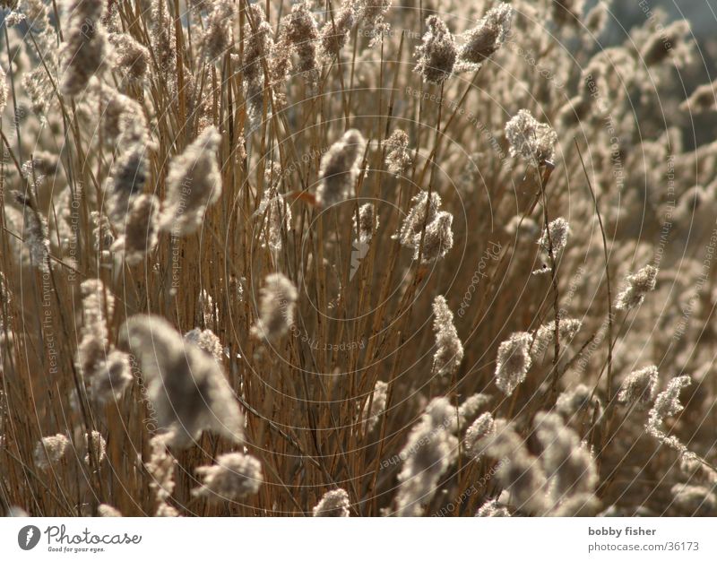 gegenlicht Schilfrohr Gegenlicht weich Moor Wind