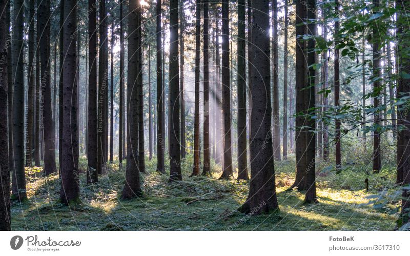 Die Oktobersonne malt Luftbilder in den Nebel des Waldes. Waldstimmung Nebelwald Sonnenstrahlen Waldboden Fichtenstämme dunkel Kontrast Dunst Gedeckte Farben