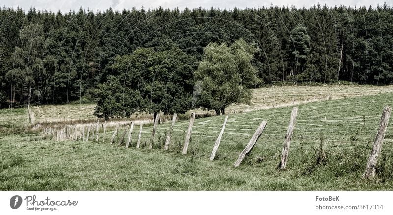 Abgemähte Wiesen vor einem Wald mit einer verwitterten Umzäunung Feld Landwirtschaft Heuernte Bäume Waldrand Zaun Zaunpfähle grün Ernte Kontrast Natur Umwelt