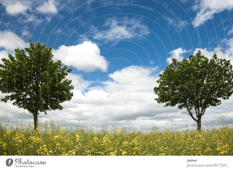 baum ____ baum. zwischenraum. Bäume am Horizont Wolken Himmel Natur Landschaft Sommer Außenaufnahme Menschenleer Farbfoto Umwelt Sonnenlicht Textfreiraum oben